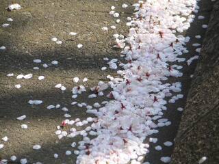 2005 桜_f0033598_2015491.jpg