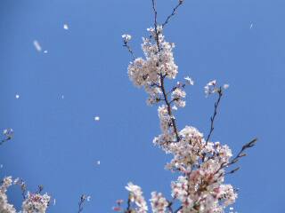 2005 桜_f0033598_2022466.jpg