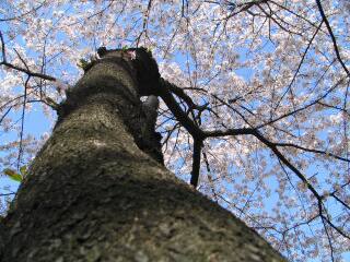 2005 桜_f0033598_202973.jpg