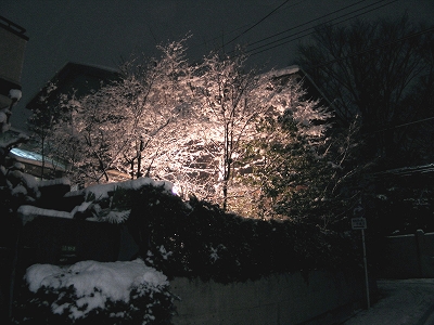 夜桜のお花見??・・・いいえ、つかの間の雪景色、満喫! _e0008000_1452331.jpg