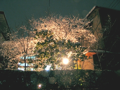 夜桜のお花見??・・・いいえ、つかの間の雪景色、満喫! _e0008000_14525273.jpg