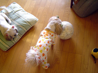 c0011204_1381233.jpg