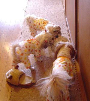 c0011204_139255.jpg