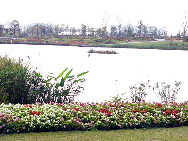 アイランド 『花どんたく』_a0042310_1819273.jpg