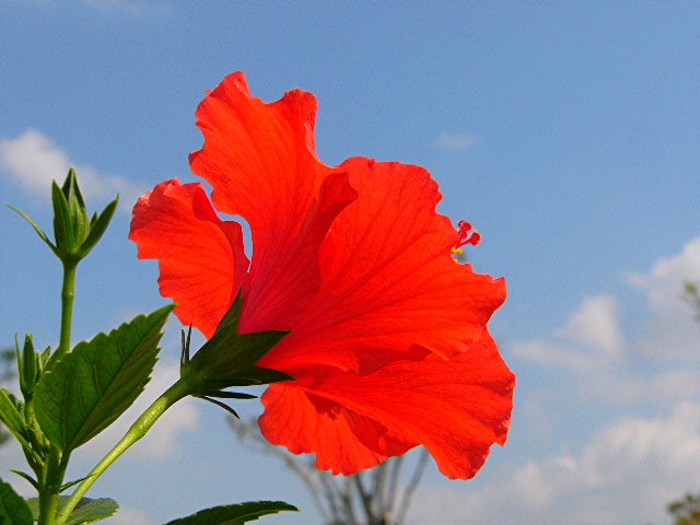 アイランド 『花どんたく』_a0042310_18235163.jpg