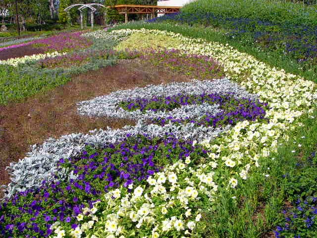 アイランド 『花どんたく』_a0042310_1825134.jpg
