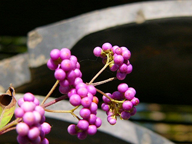 アイランド 『花どんたく』_a0042310_18285394.jpg