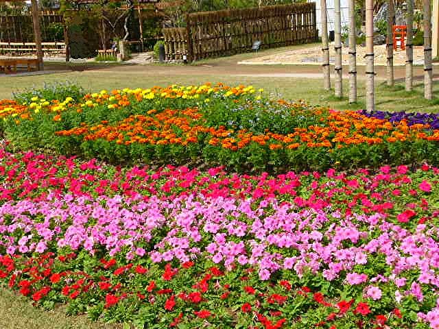 アイランド 『花どんたく』_a0042310_18295865.jpg