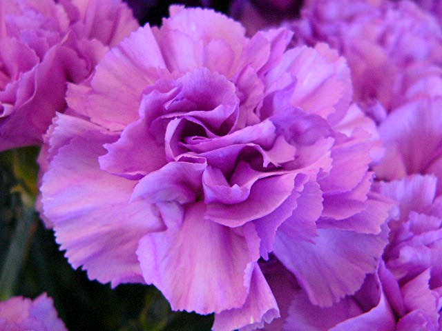 アイランド 『花どんたく』_a0042310_18352428.jpg