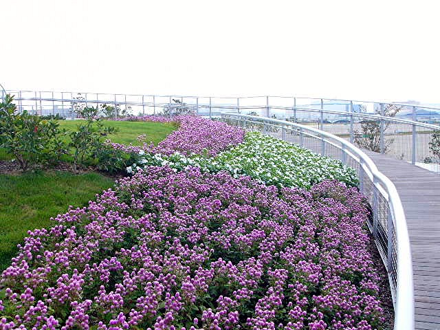 アイランド 『花どんたく』_a0042310_18383890.jpg