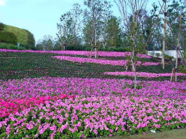 アイランド 『花どんたく』_a0042310_18392585.jpg