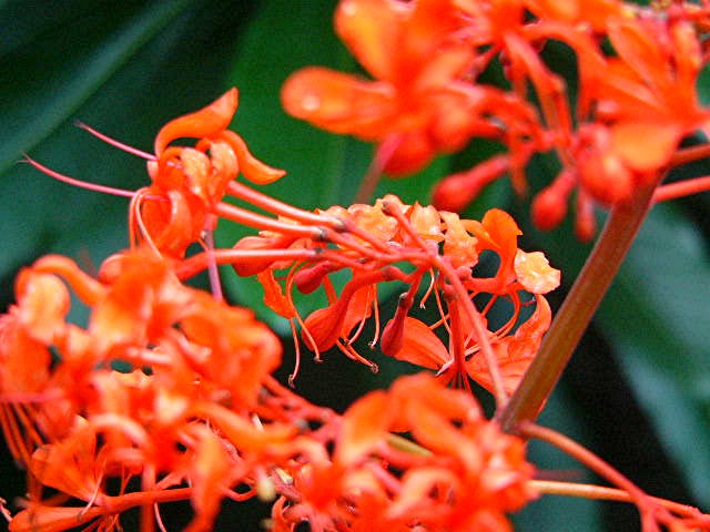 アイランド 『花どんたく』_a0042310_18414573.jpg