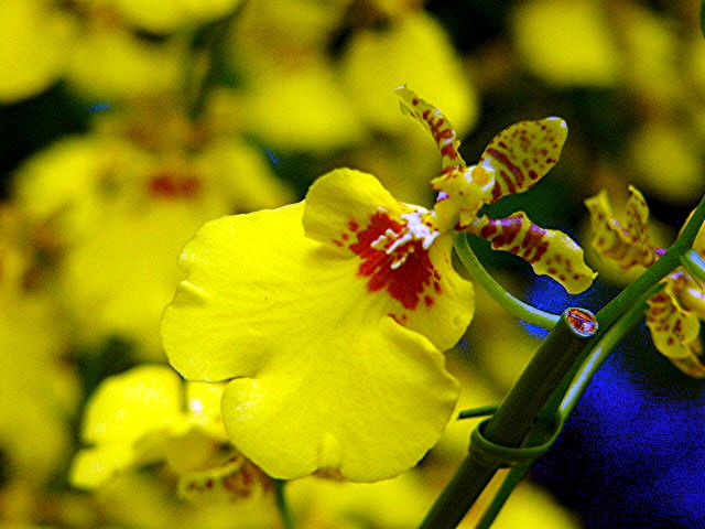 アイランド 『花どんたく』_a0042310_18425332.jpg