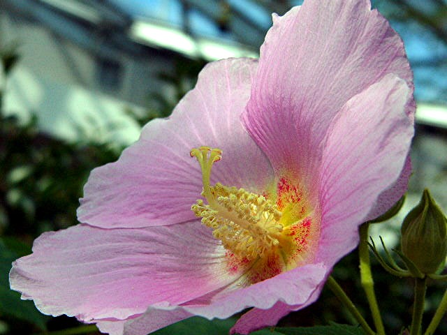アイランド 『花どんたく』_a0042310_1847444.jpg