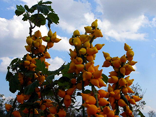 アイランド 『花どんたく』_a0042310_1850424.jpg