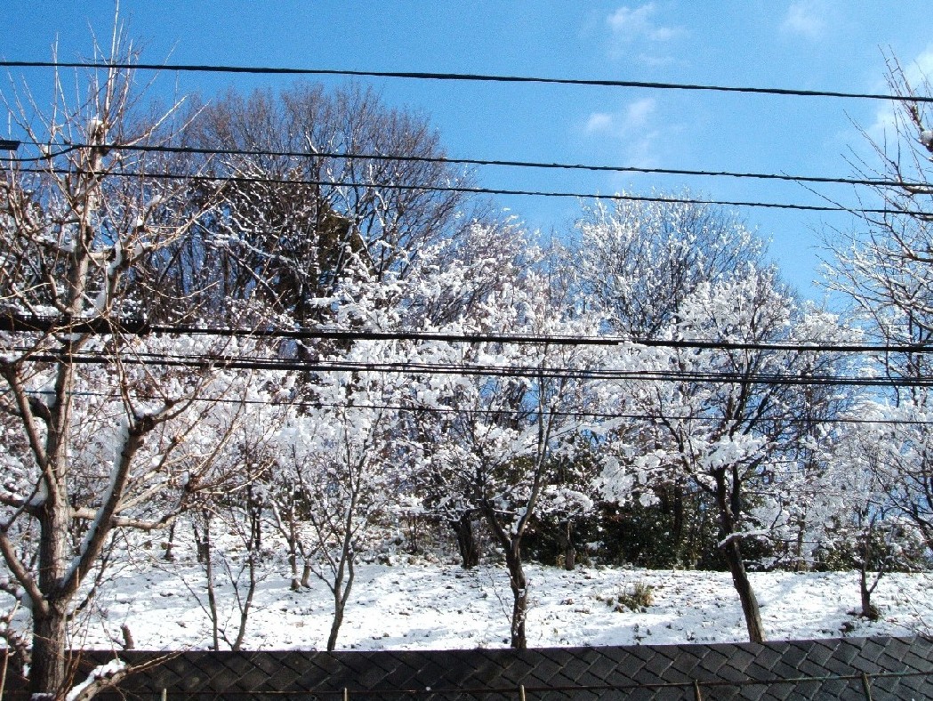 雪景色_b0061010_1822178.jpg