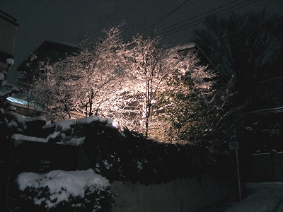 夜桜のお花見？？・・・いいえ、つかの間の雪景色、満喫！_e0010418_10575797.jpg