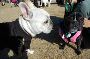 ２００６年戌年　新年仏牛犬オフ会＆撮影会♪_d0027057_2341927.jpg