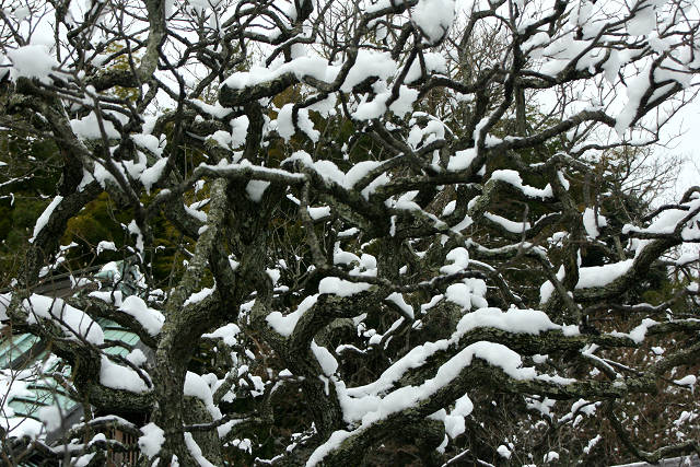 雪の北鎌倉（１月２２日）_c0057265_14582195.jpg