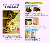 保護猫の里親募集 Link_f0049166_18145784.jpg