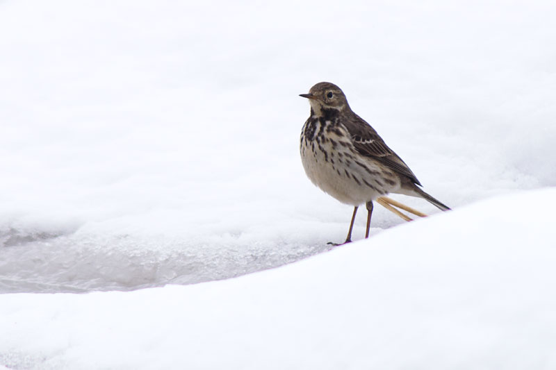 残雪の中に・・・タヒバリ_a0021270_18231937.jpg