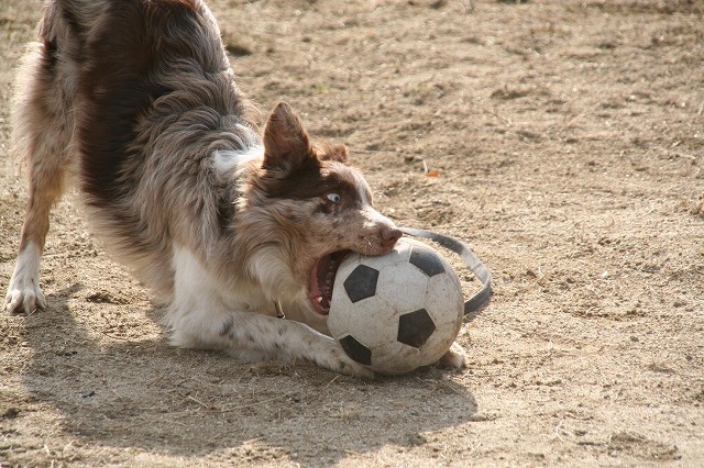 サッカーボールで_a0051797_22464945.jpg