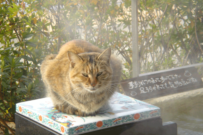 e0063003_15181153.gif