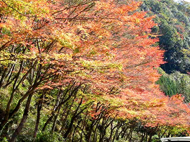 耶馬溪の秋_a0042310_22141278.jpg