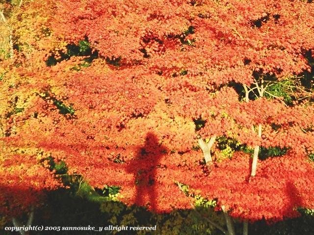 紅葉（もみじ）の中に映る君、いつも輝いているよ_e0052014_12563220.jpg