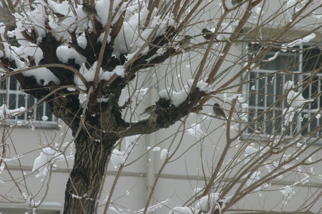 大雪の翌日は・・・_b0036439_1632626.jpg