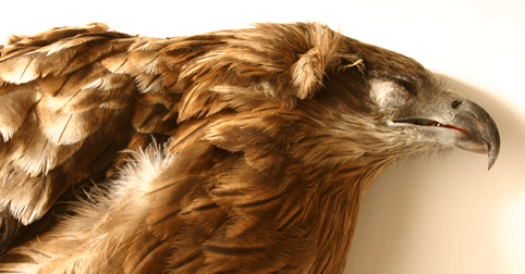 c0042548_2212219.gif