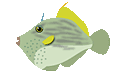 ★魚のおもしろいプロポーズの方法とは?<(゚ロ゚;)>ノォオオ!!!_c0075492_16425352.gif