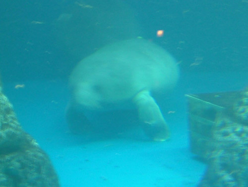 鳥羽水族館　マナティー_c0008920_23174992.jpg