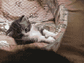 a0015730_233157100.gif