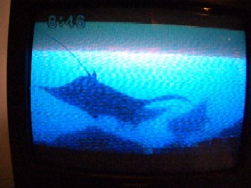 「朝だ!生です旅サラダ」の正しい食べ方・ヤップ編&ポンペイ編_a0043520_221948100.jpg