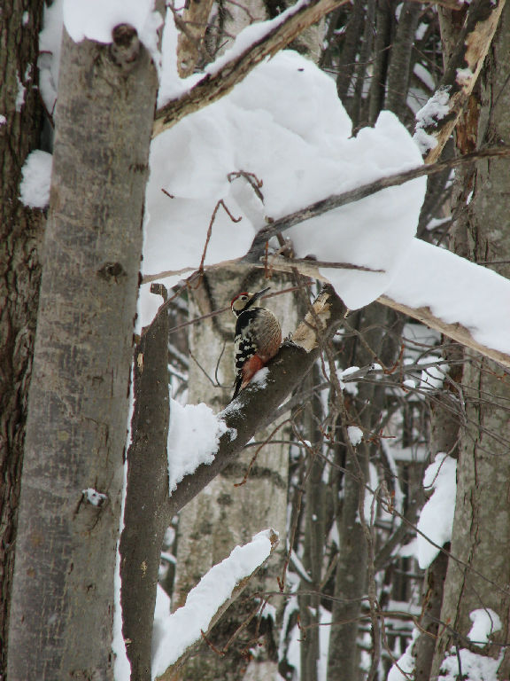 オオアカゲラ（野幌森林公園）_f0002701_18444090.jpg