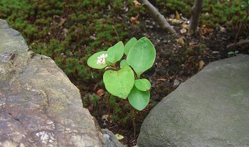 名も知らぬ小さな花_d0030373_21545391.jpg