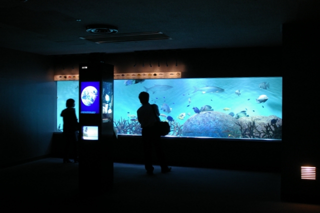 Widow Aquarium_e0069983_2258269.jpg