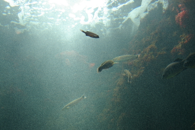 Widow Aquarium_e0069983_2334224.jpg