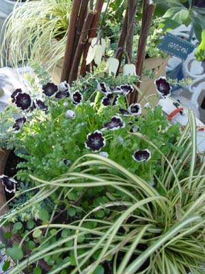 e0008586_1714731.jpg