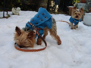 お庭の雪と犬達_f0002833_20583257.jpg