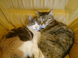 釣師と猫と疑似体験_f0053342_19352825.jpg