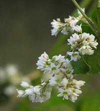 d0067165_9421359.jpg