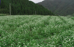 d0067165_9462452.jpg