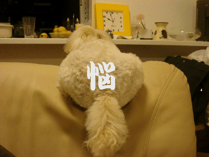 c0065885_23143987.gif