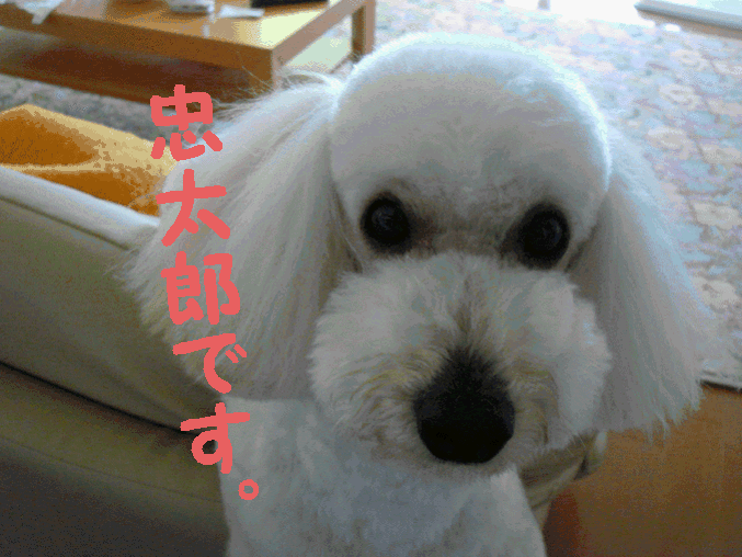 c0065885_232872.gif