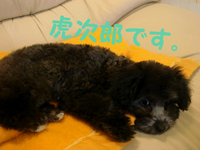 c0065885_2334335.gif