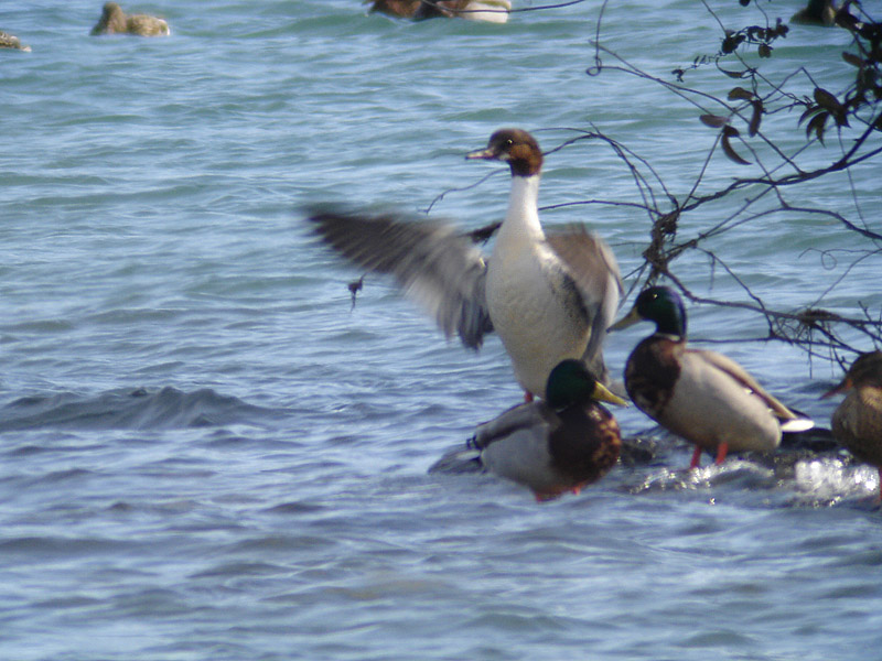 1/25日の鳥撮り（カワアイサ編）_c0034787_14123919.jpg