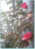 a0026413_8242550.jpg