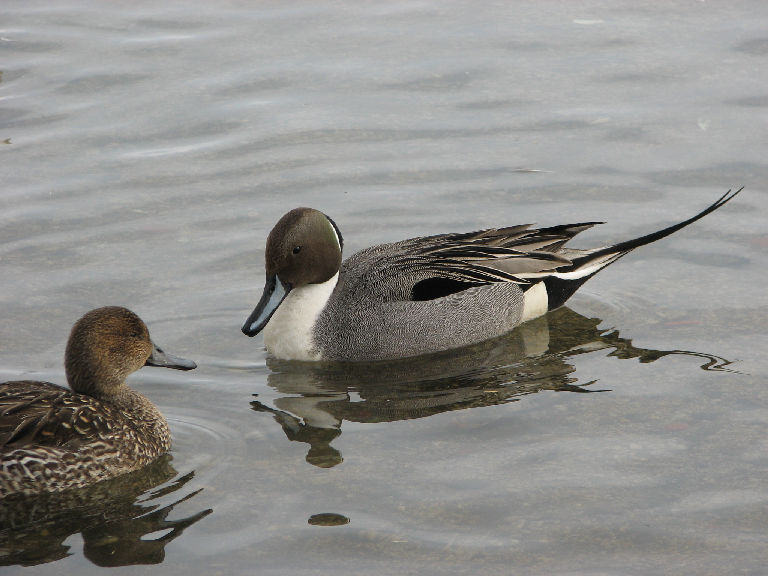 オナガガモ（ウトナイ湖）_f0002701_20382727.jpg